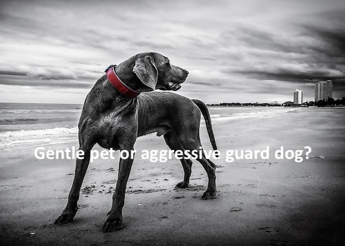 bonita blog images label